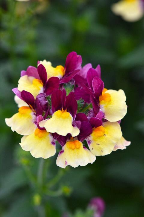 Nemesia Escential® Raspberry Lemonade