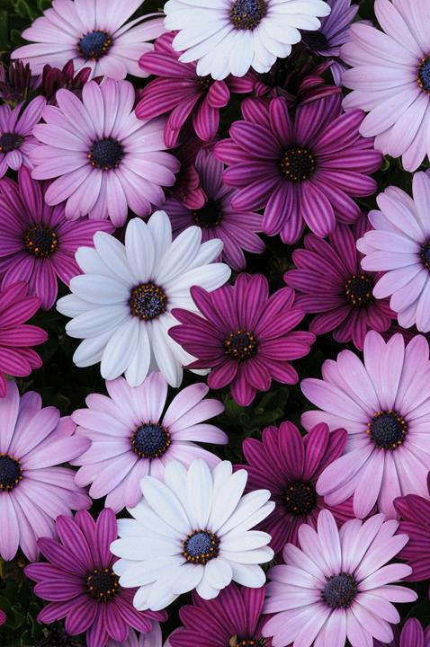 Osteospermum mix