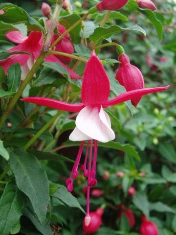 Fuchsia Ernie (rouge/blanc)