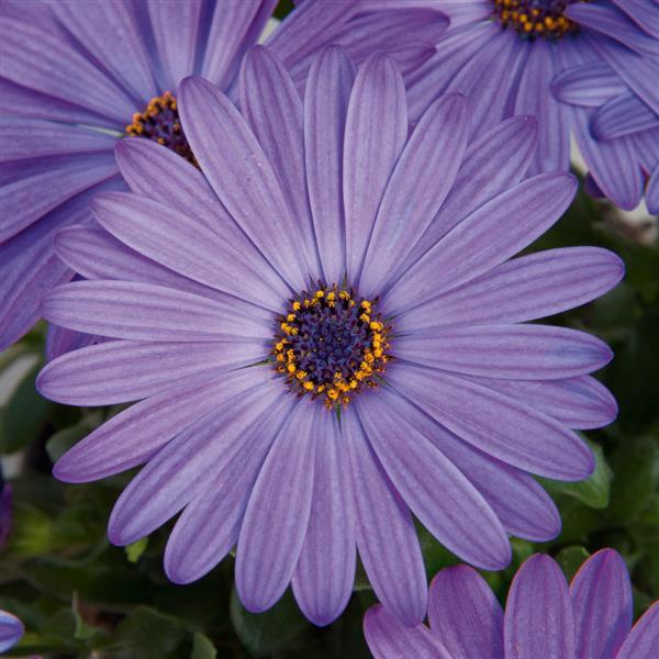 Osteospermum Zion™ Blue Denim