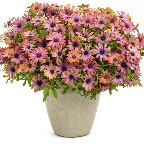 Osteospermum Bright Lights™ Horizon™ Sunset