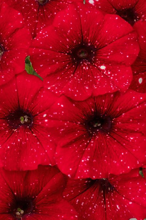 Petunia Surprise® Sparkle Red