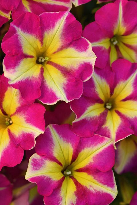 Petunia Crazytunia® Pink Flamingo