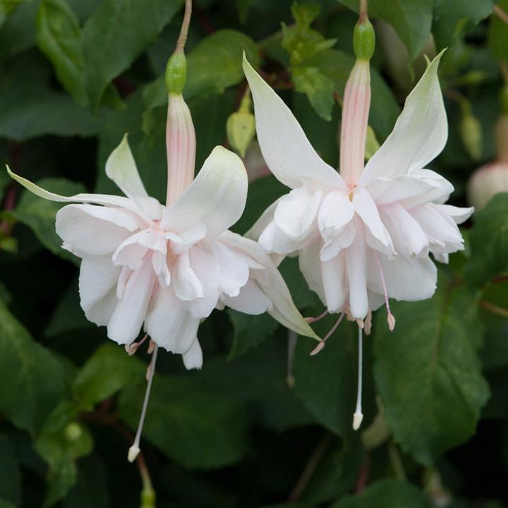 Fuchsia 'Heri Mochara'