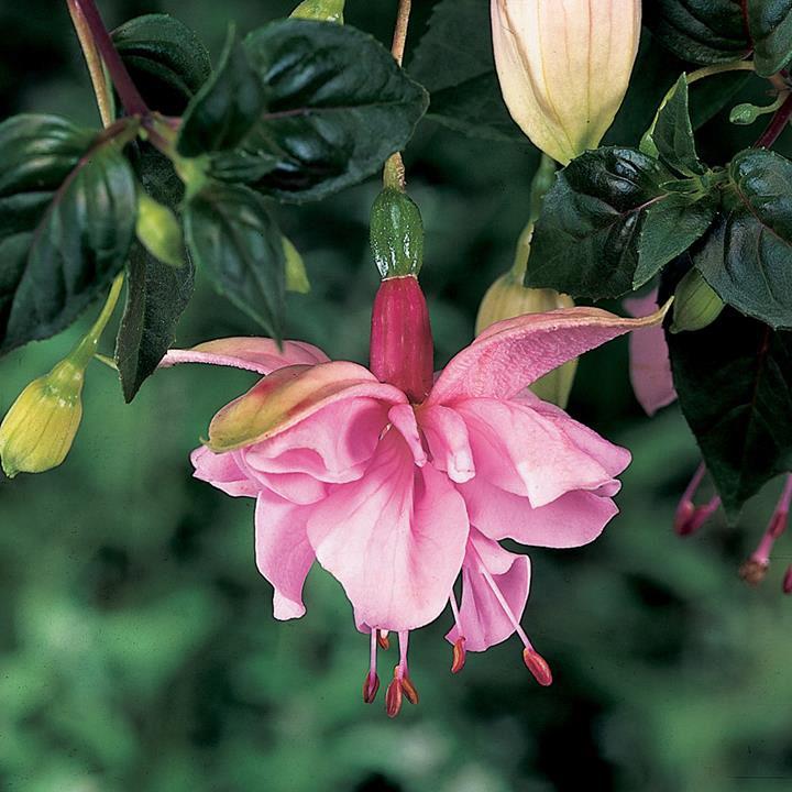 Fuchsia Pink Galore