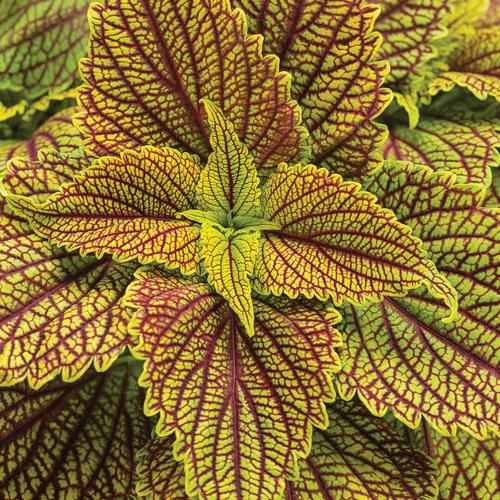 Coleus ColorBlaze® Golden Dreams™ 