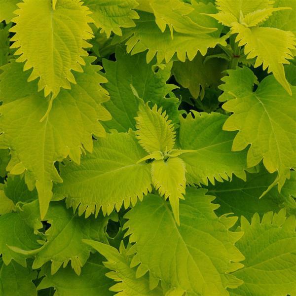 Coleus Wasabi