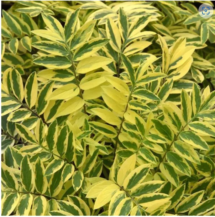 Polemonium Golden Feathers