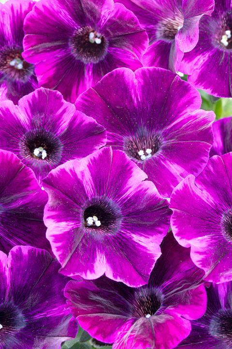 Petunia Crazytunia® Ultra Cardinal Blue