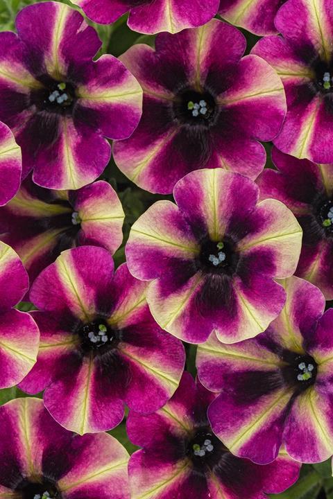 Petunia Crazytunia® Blackberry Mojito