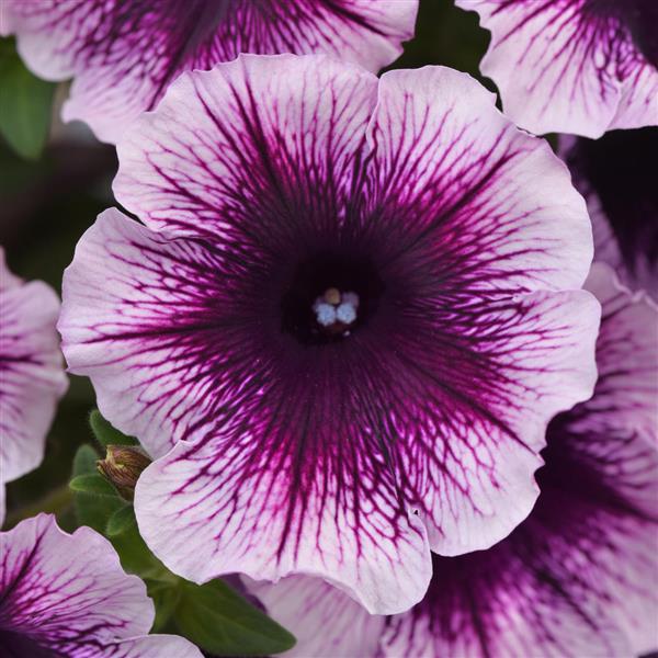 Petunia Headliner™ Blackberry Vein