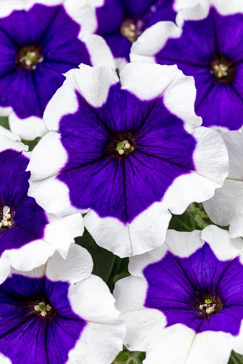Petunia Crazytunia® Blue Picotée (blue rim)