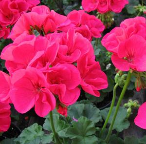 Geranium (double) Cherry Rose (Americana®)