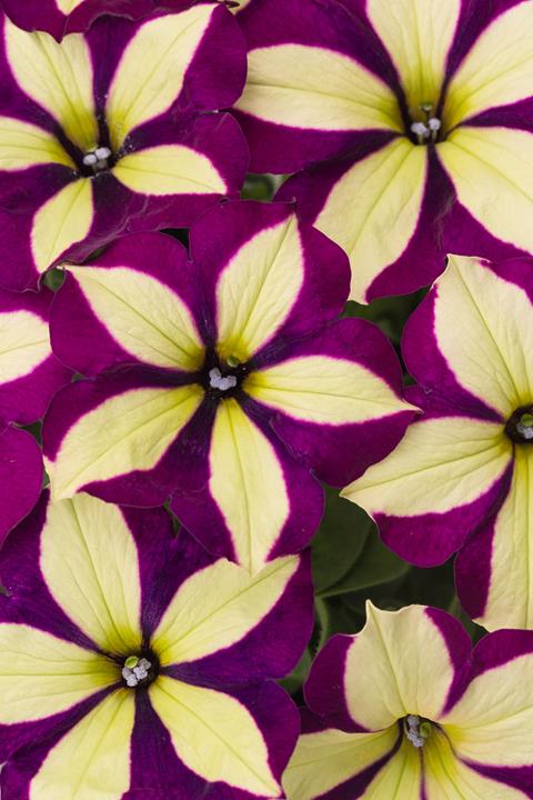 Petunia Crazytunia® Frisky Purple