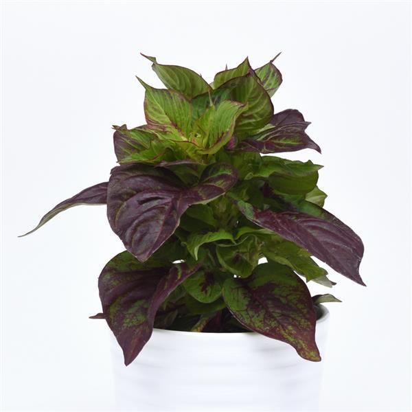 Celosia Sol™ Gekko Green