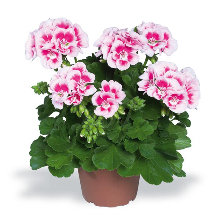 Geranium (double) blanc bicolore (Americana® White Splash)