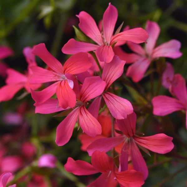 Geranium (lierre) Ivy Balcon Shocking Pink