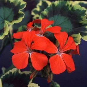 Geranium (brocade) Mrs. Pollock