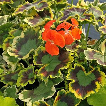 Geranium (brocade) Mrs. Pollock