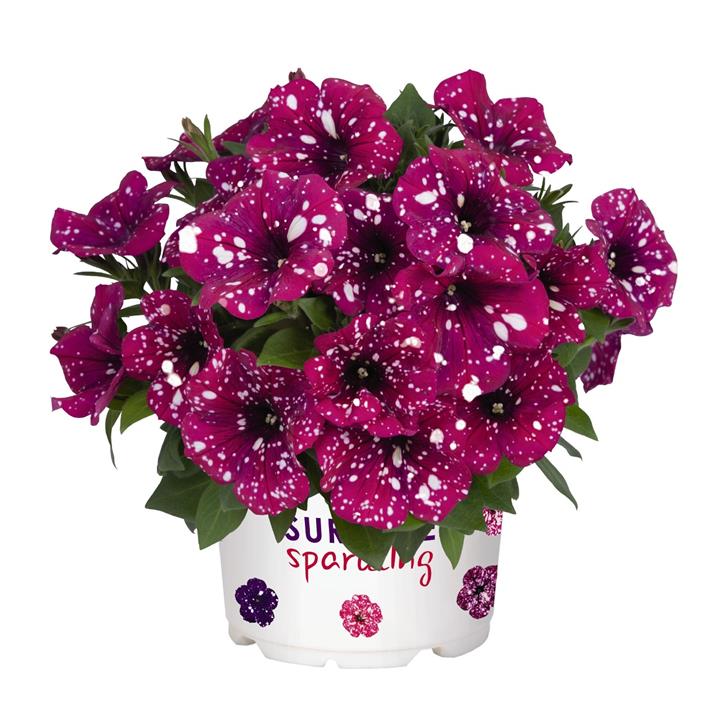 Petunia Surprise® Sparkle Magenta