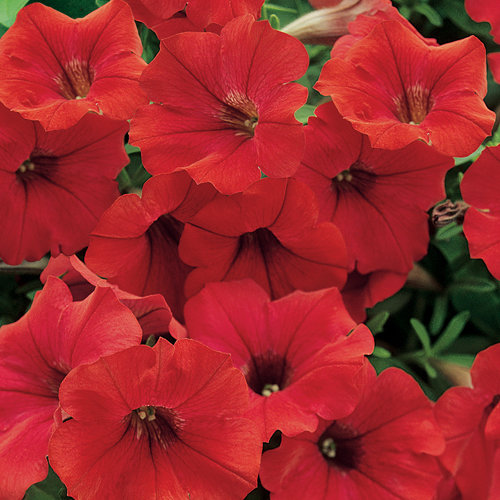 Petunia Surfinia® Deep Red