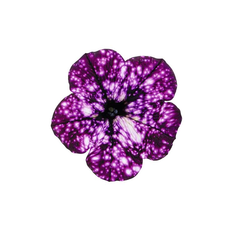 Petunia Surprise® Sparkle Burgundy