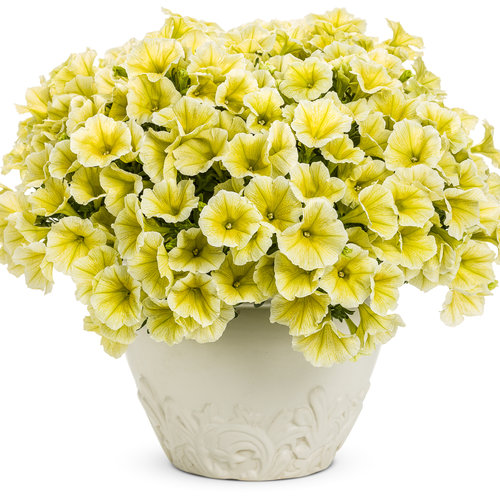 Petunia Supertunia® Limoncello®