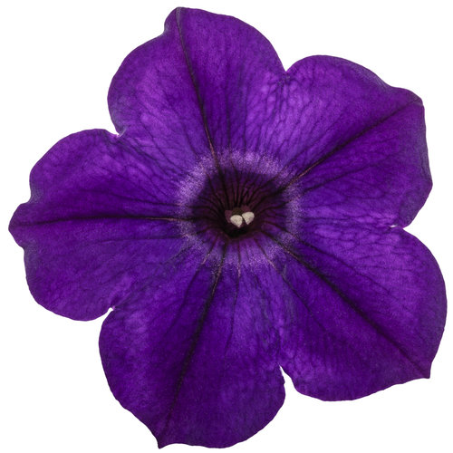 Petunia Supertunia® Royal Velvet®