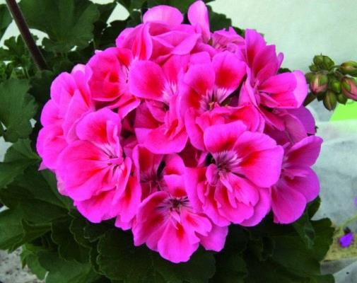 Geranium (double) pink bicolore (Patriot™ Tickled Pink)