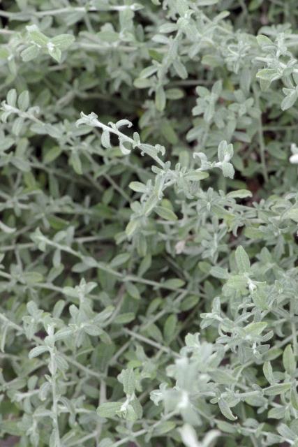 Helichrysum hybrid 'Silver Star'