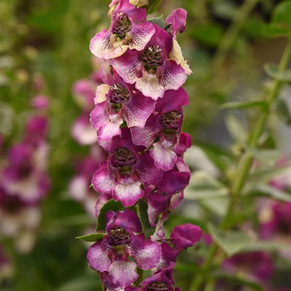 Angelonia AngelDance™ Fuchsia Bicolor