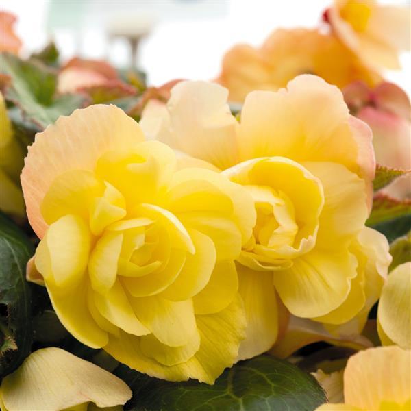 Begonia Illumination® Lemon