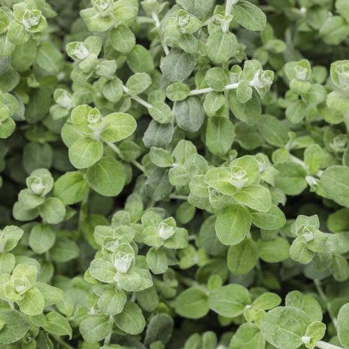 Helichrysum microphylla verte (petite feuilles)