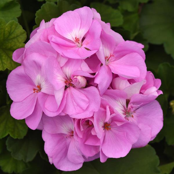 Geranium (double) lavande/lavender (Sunrise™ Katinka)