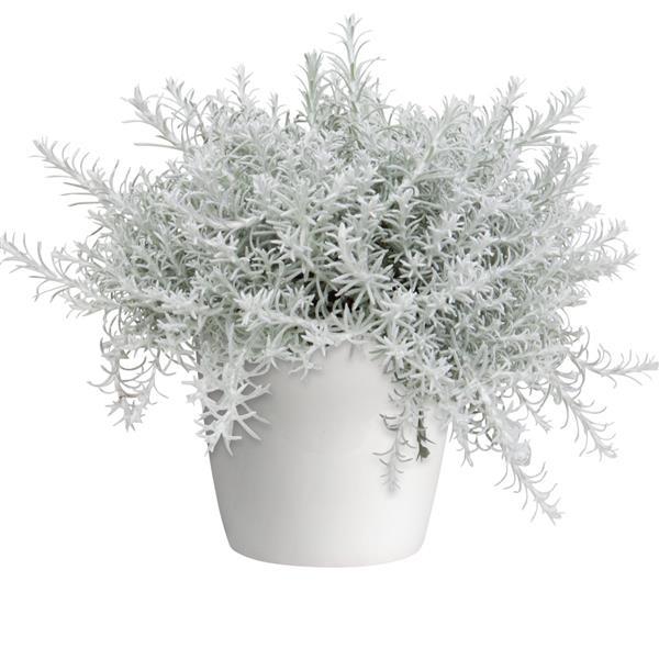 Helichrysum Silver Stitch