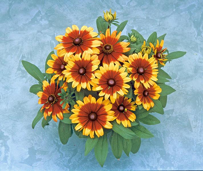 Rudbeckia nain Becky™ Cinnamon bicolor