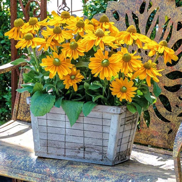 Rudbeckia hirta Prairie Sun