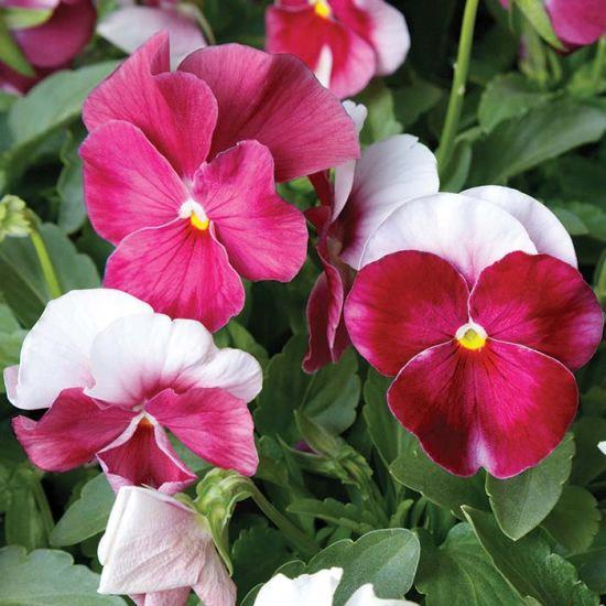 Viola × wittrockiana ColorMax Beacon Rose