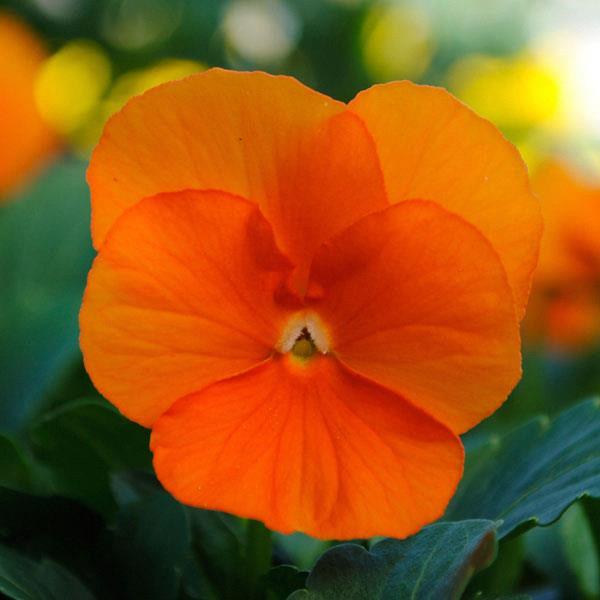 Viola (mini pensée) Orange Deep