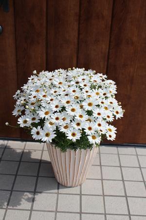 Argyranthemum Grandaisy White