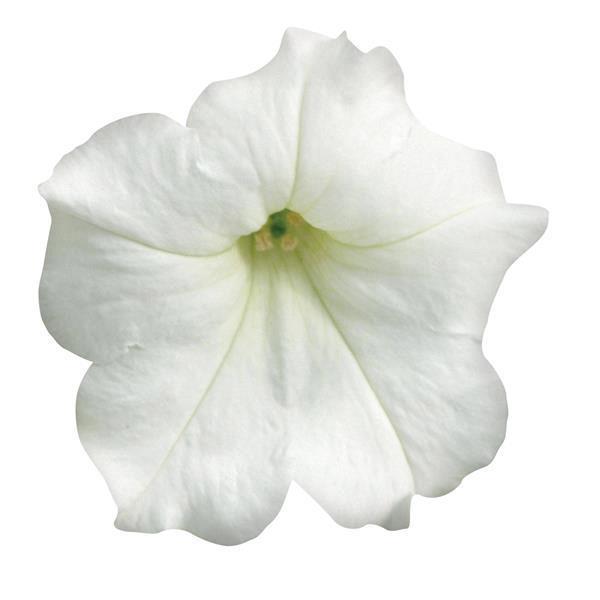 Petunia Easy Wave® White (spreading petunia)