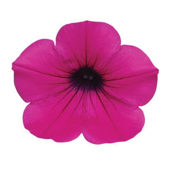 Petunia Wave® Purple classic (spreading petunia)