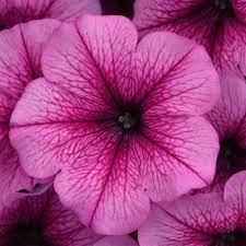 Petunia Easy Wave® Neon Rose (spreading petunia)