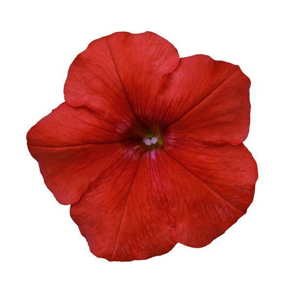 Petunia Easy Wave® Red (spreading petunia)