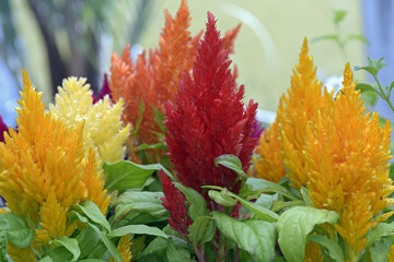 Celosia plumosa mix