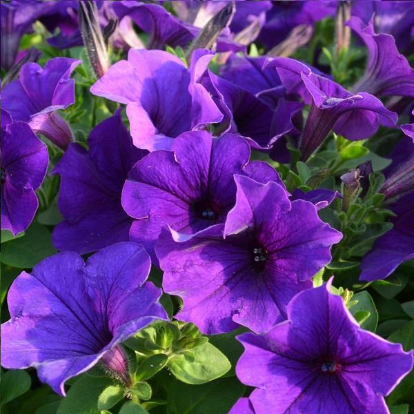 Petunia Easy Wave® Blue (spreading petunia)