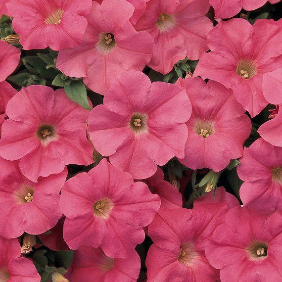Petunia Easy Wave® Coral Reef (spreading petunia)