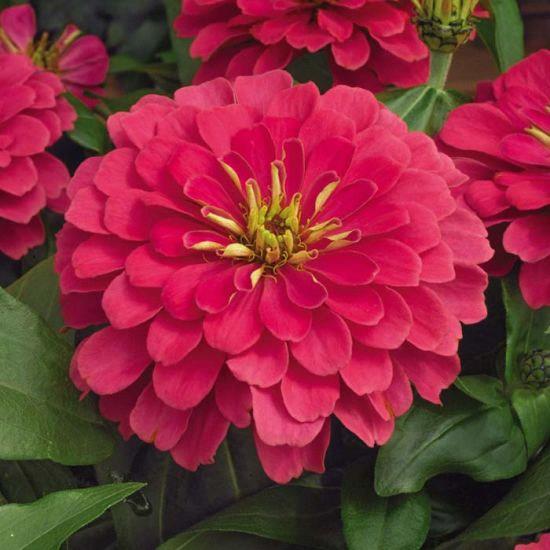 Zinnia elegans (gros) Magellan™ Coral 