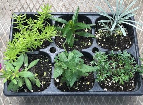 Plantes mixtes variés