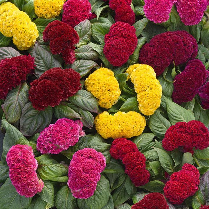 Celosia cristata Concertina mix